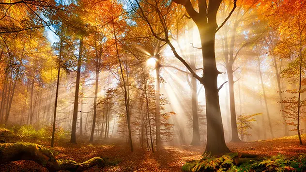 Bäume im Herbstkleid und tief einfallender Sonne