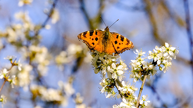 Schmetterlinge genießen die Vielfalt an Blüten, die sich jetzt immer mehr öffnen.  