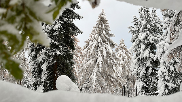 Auf den Bergen hält der Winter Einzug. Die Bäume sind dick in Schnee gepackt.
