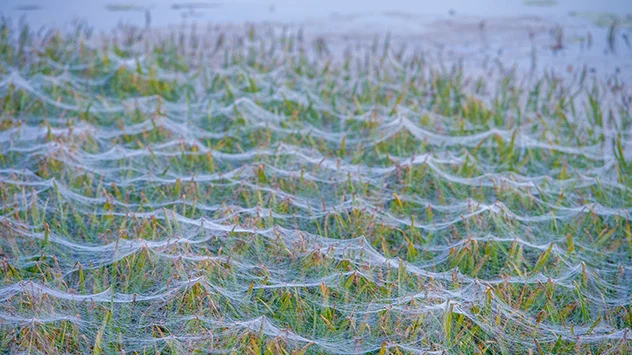Zwischen Mitte September und Anfang Oktober stellt sich häufig der sogenannte Altweibersommer ein. Der Name ist wahrscheinlich mit Spinnen verwoben.
