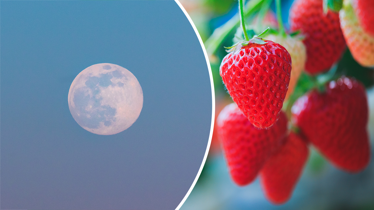 Vollmond im Juni "Erdbeermond" steht tief am Himmel