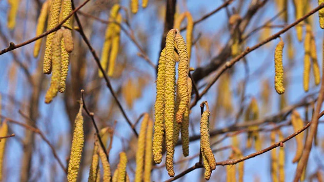 Kätzchen von Haseln