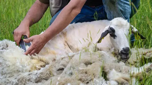 Meestal worden schapen in juni van hun winterwol ontdaan.