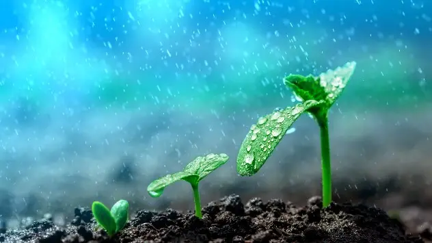 rain on plants
