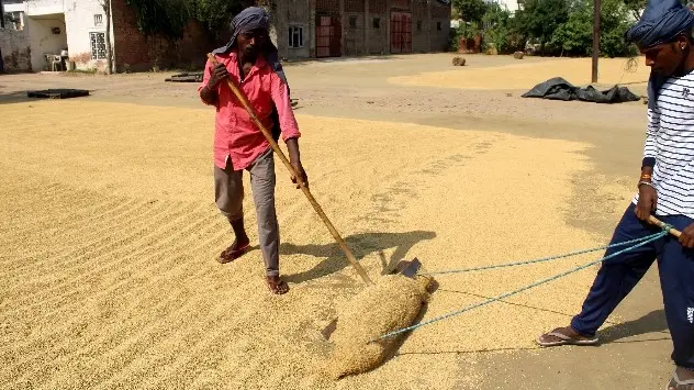 Farmers in Punjab & Haryana need to know when they can dry the paddy in the sunlight after harvest