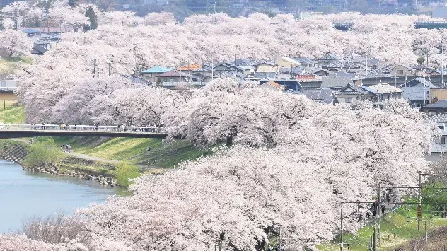 Cherry blossom and other spring trees in full bloom.