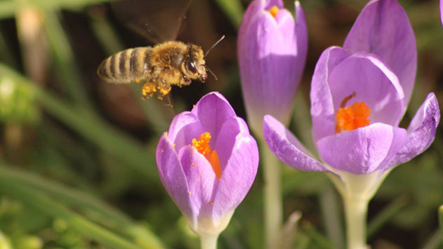 Biene Frühling 