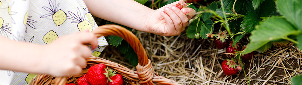 Ein Kind pflückt Erdbeeren und sammelt sie in einem Korb