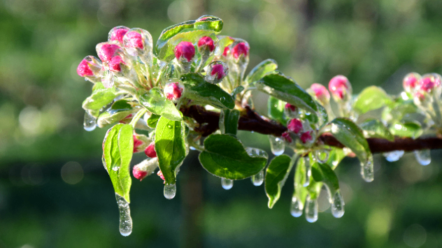 Pomii din livezi pot fi protejați de temperaturile scăzute prin irigațiile cu aspersoare, care acoperă florile cu un strat subțire de gheață.