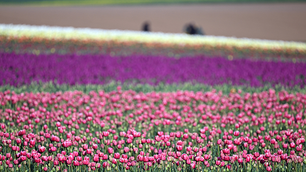 Ein buntes Tulpenfeld eignet sich perfekt für einen Spaziergang bei angenehmen 15 Grad Lufttemperatur.