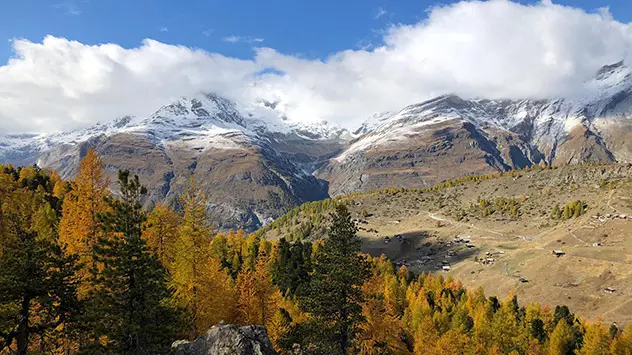 Goldgelber Lärchenwald oberhalb Zermatt mit Blickrichtung Findeln.
