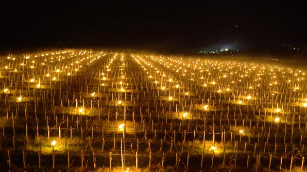 lys på vinmarker