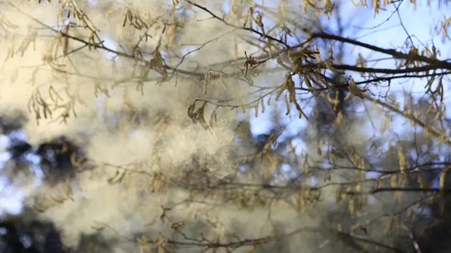 Pollenstaub wirbelt um Kätzchen einer Birke.