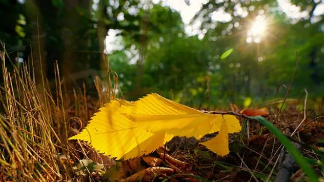 Ein gefärbtes Blatt wird von der tief stehenden Sonne angestrahlt.