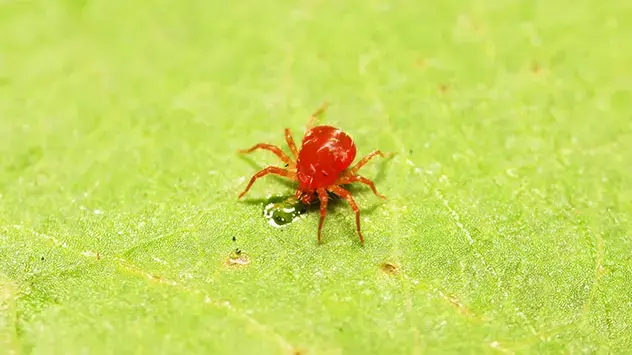 Grasmijten zijn ongeveer 0,3 millimeter groot en hebben een oranje tot rode kleur (sterk vergroot beeld).