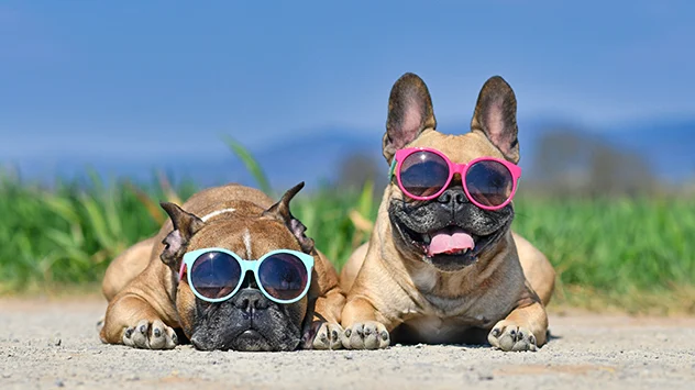 Dogs enjoying summer