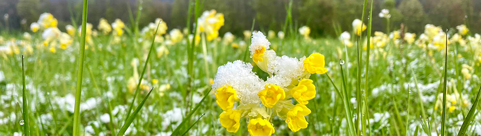 Frühlingsblumen mit Schnee bedeckt (c) Michi Bichi via WetterMelder Deutschland