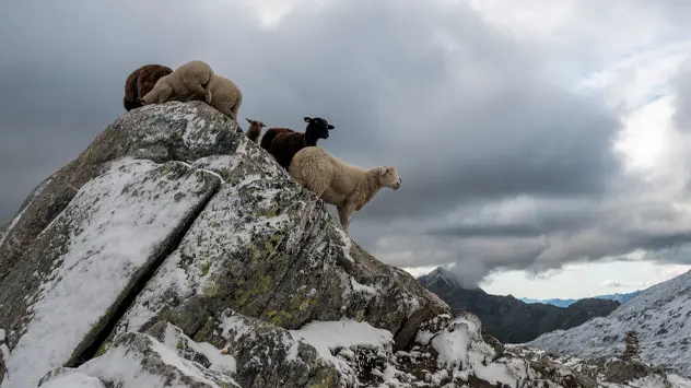 Schapen op een rots in de Alpen. 