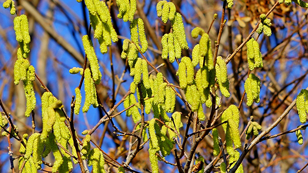 Einige Pollen blühen und fliegen in diesem Jahr schon sehr früh. 