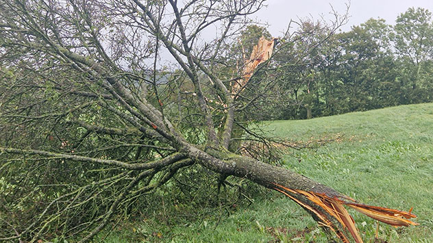 Zahlreiche Bäume wurden förmlich "abgedreht", wie es typisch bei einem Tornado ist. 