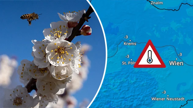 Marillenblüte in der Wachau und TemperaturRadar