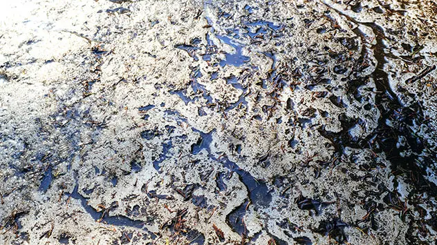 Die obere Schicht eines Permafrostbodens beginnt zu schmelzen. 