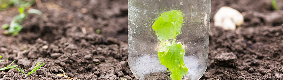 Eine junge Gemüsepflanze unter einem Glas 