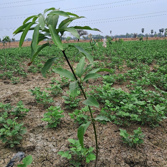 Deepak Kumar Sharma and family from Aurangabad, Bihar planted 150+ trees on this occasion