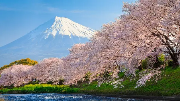 Sezonul cireșilor înfloriți a început în Japonia