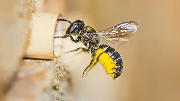 De meeste wilde bijen lijken niet erg op de bekende honingbij en kunnen net als hier ook worden aangezien voor wespen of andere insecten.