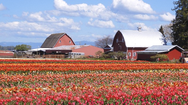 Tulips in bloom at the Skagit Valley ranch, Washington.
