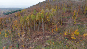 Die Wälder werden in Deutschland bis 2050 anders aussehen.  (c) dpa