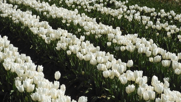 Skagit Valley tulip fields on April 22, 2024.