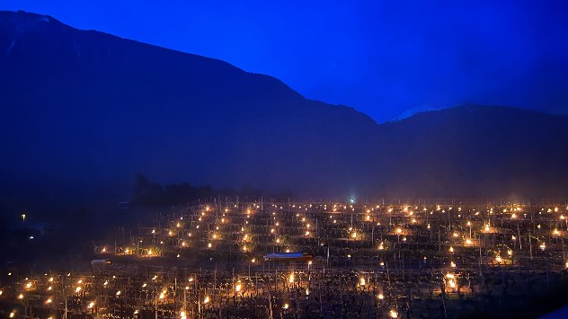 vinmrker oplyst af små lys i natteblå himmel