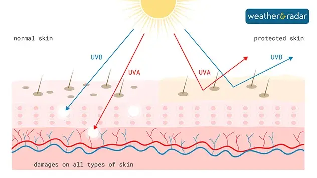 Different forms of UV light penetrate different layers of our skin. UV-A rays are less intense but reach deeper.