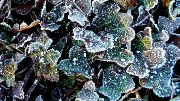 ivy-frost