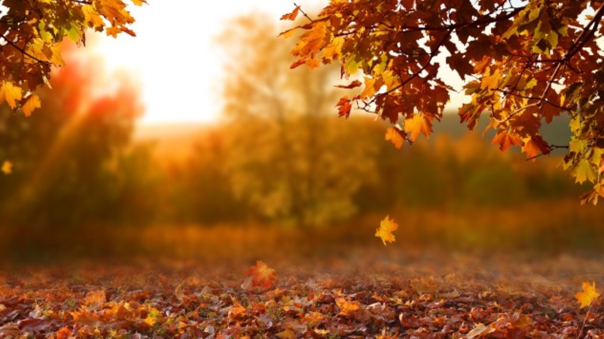 Autumn has arrived in the UK – but the season is not like it used to be, Autumn