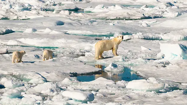 Het noordpoolgebied warmt sneller op dan de rest van het noordelijk halfrond van de aarde als gevolg van positieve terugkoppeling.