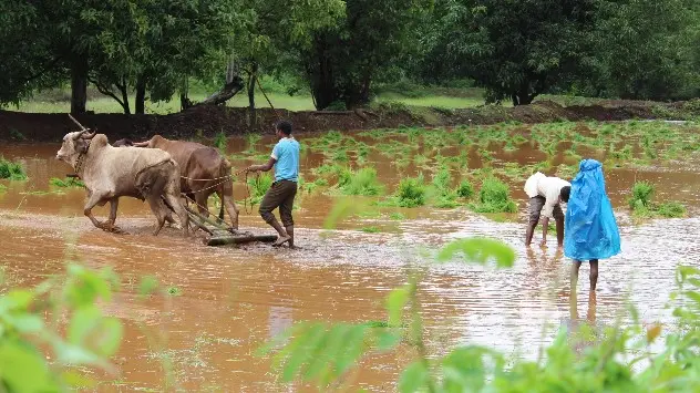 Farmer Forecast Pune