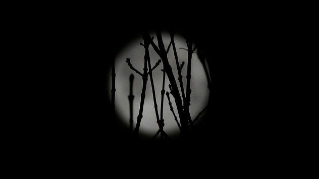 Full moon behind trees