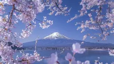 Japón se cubrió de tonos rosas debido a la floración del cerezo. 