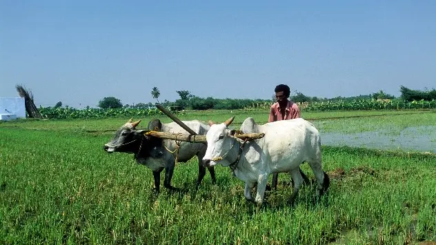 Ploughing of a rice field in Tamil Nadu