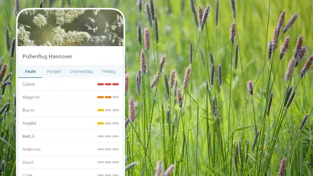 Hintergrund Wiese mit Gräsern - Pollenflug für Hannover auf Handy