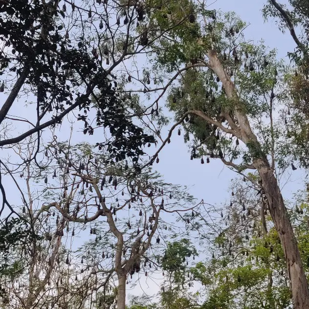 Roosting tree of bats in Karnataka