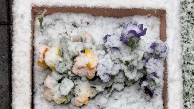 Blumenbeet mit Schnee
