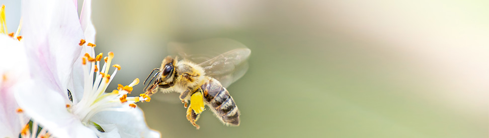 Eine Biene im Anflug auf eine Blüte