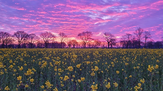Über einem Rapsfeld in Uplengen in Ostfriesland "explodiert" der Himmel während des Sonnenuntergangs in lila Farben. 