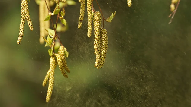Sich öffnende Birkenkätzchen setzen Blütenstaub frei - Pollenvorhersage mit schwachem bis mäßigem Birkenpollenflug