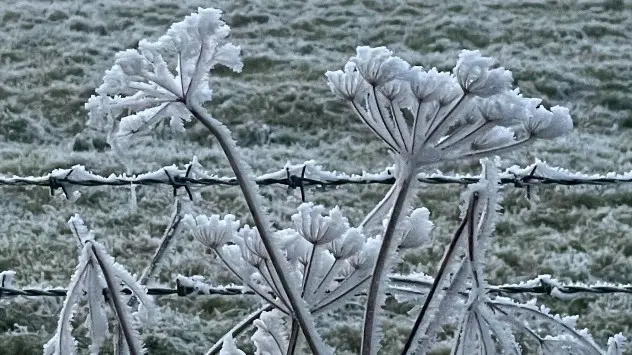 Flowers coated in rime.