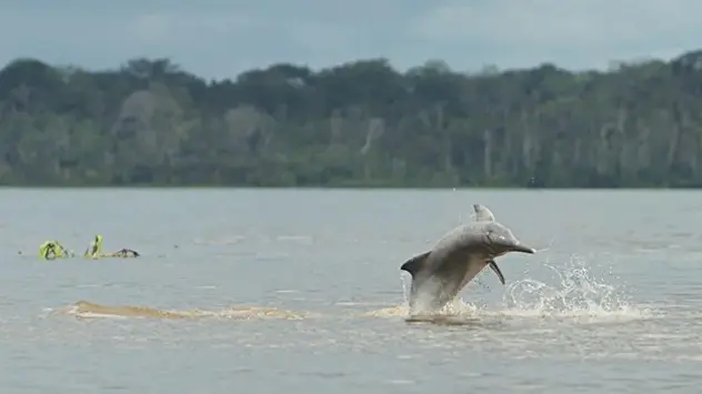 Delfinii de râu cresc până la 2,5 metri lungime.